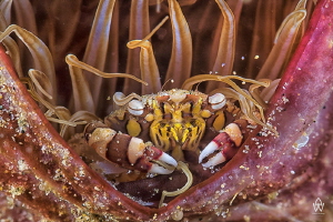 Harlequin Crab tucked comfortable away in a tube anemone ... by Allen Walker 